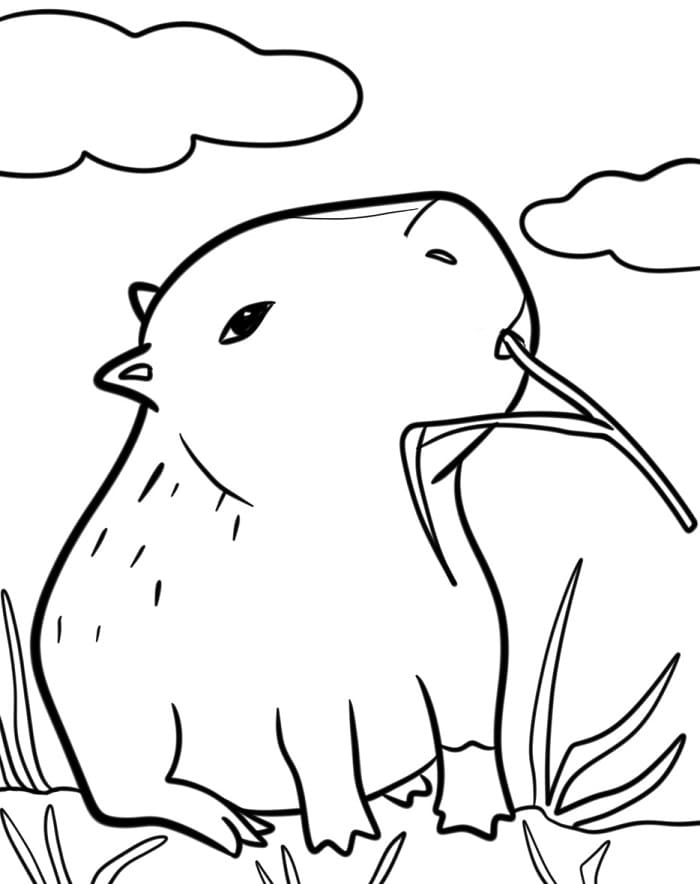 Capibara Regolare da colorare