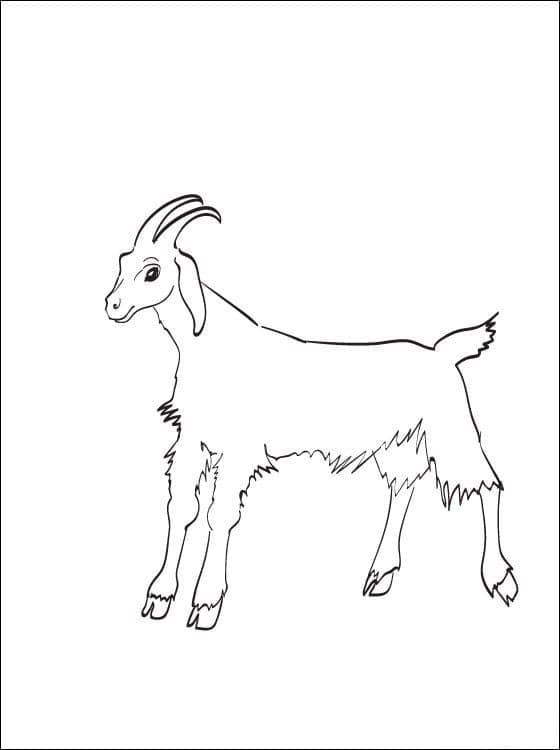 Capra Adorabile da colorare