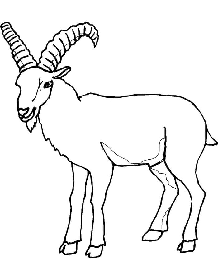 Capra Facile da colorare