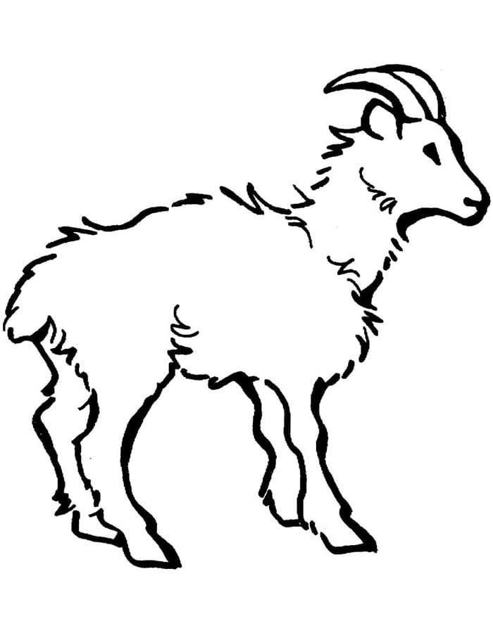 Capra Piccola da colorare