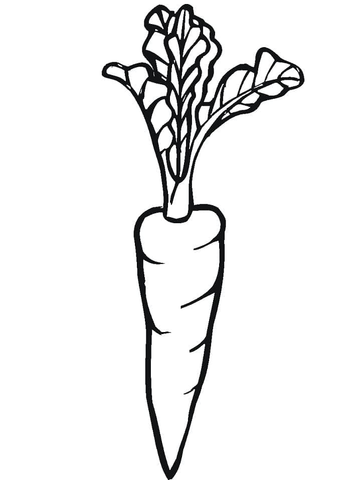 Carota Base da colorare