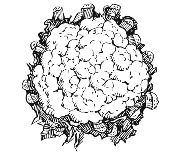 Cavolfiore Stampabile per Bambini da colorare