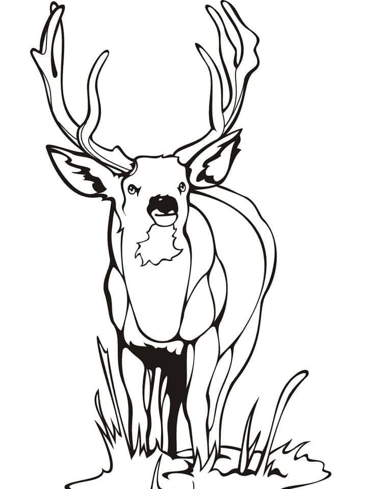 Cervo Animato da colorare