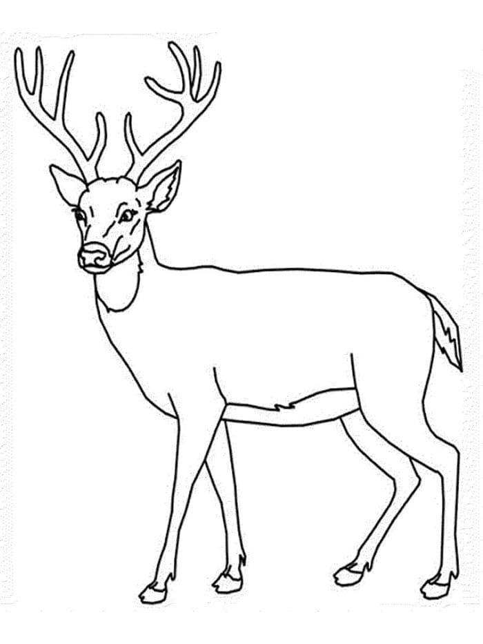 Cervo Gratis da colorare