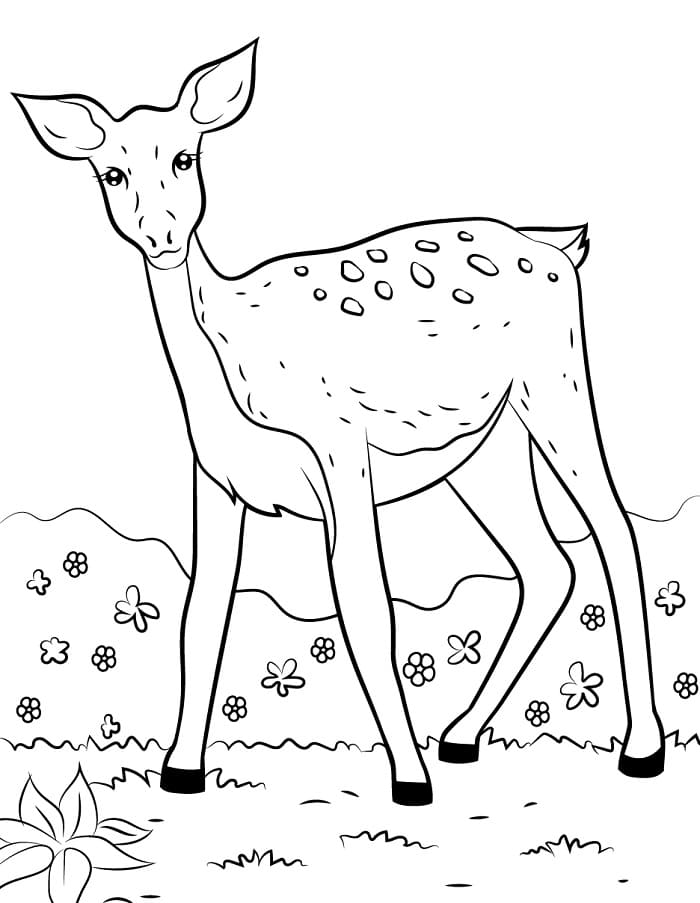 Cervo Normale da colorare