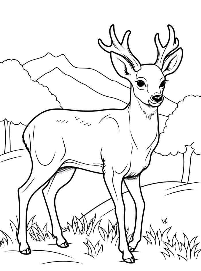 Cervo Regolare da colorare
