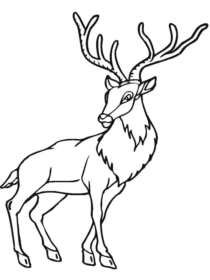 Cervo a Costo Zero da colorare