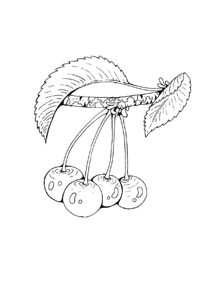 Ciliegia Semplice da colorare