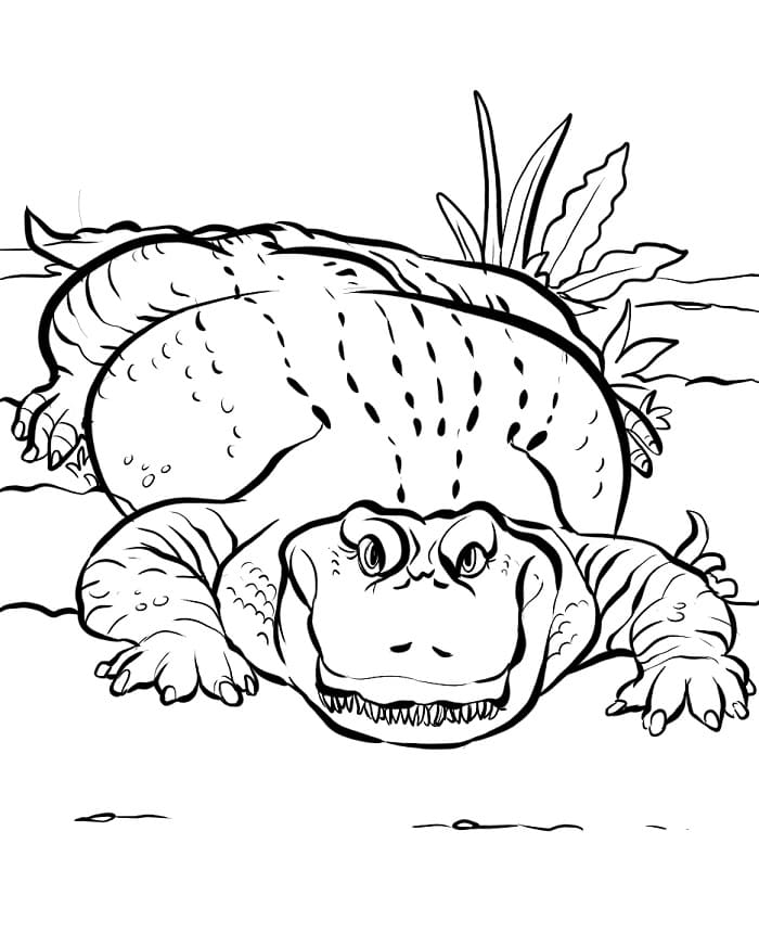 Coccodrillo Regolare da colorare