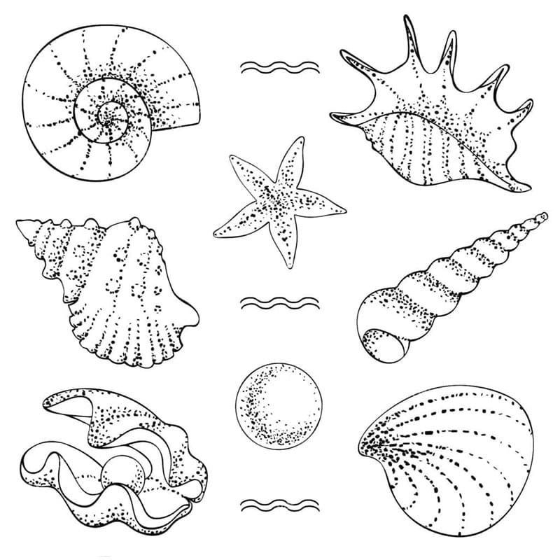 Conchiglia Base da colorare