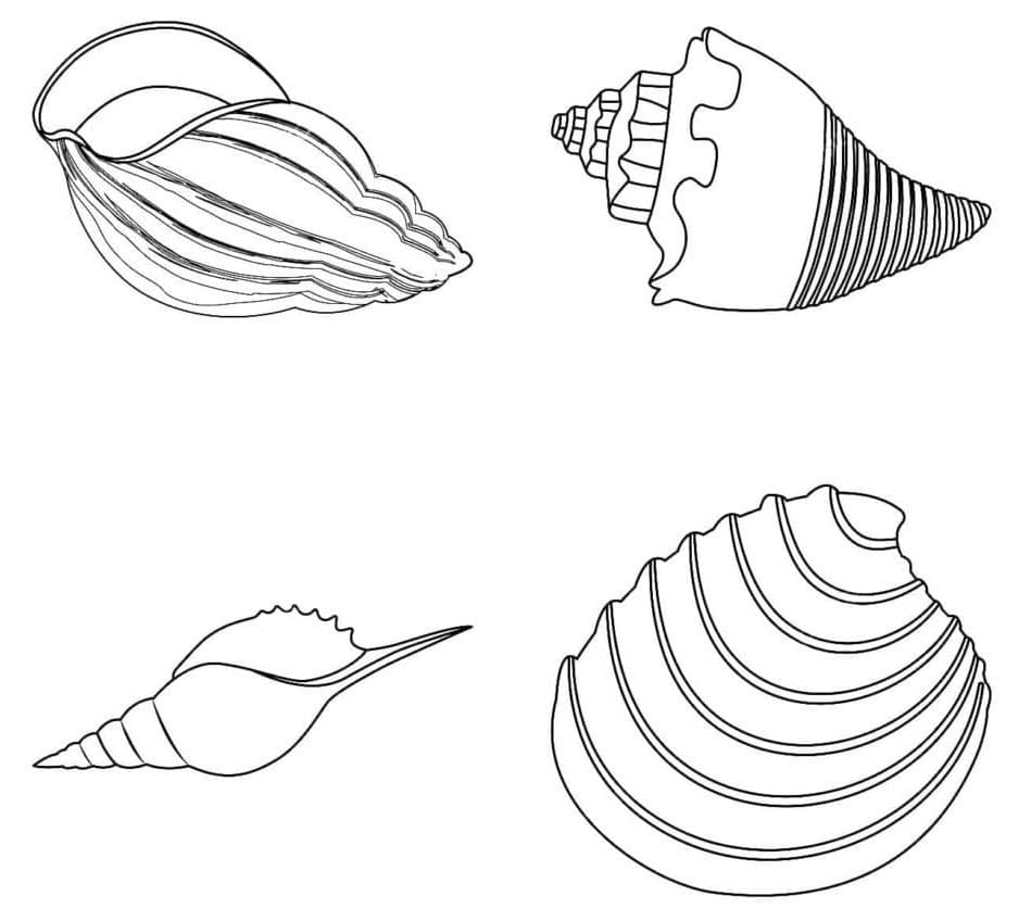 Conchiglia Stampabile Libera da colorare