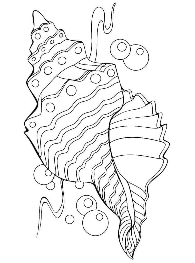 Conchiglia da colorare