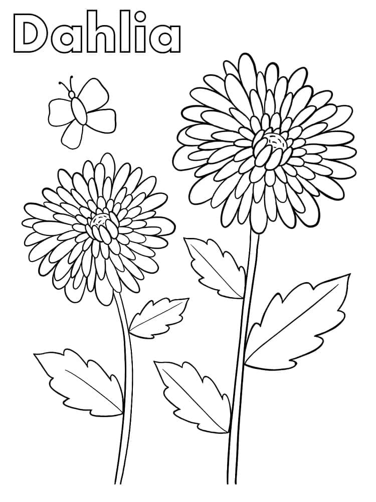 Dalie da colorare