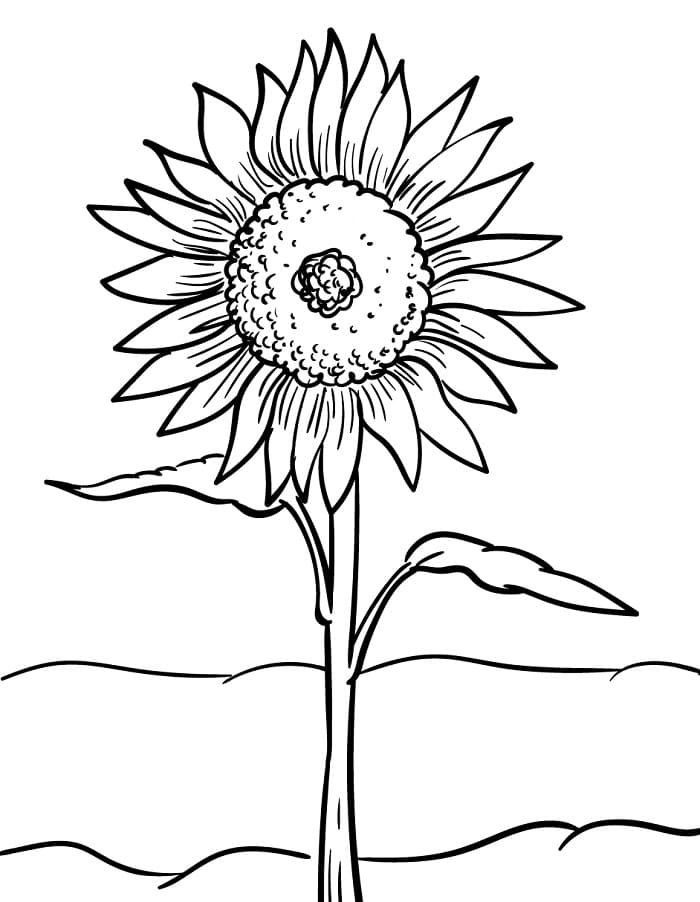 Fiore di Girasole da colorare