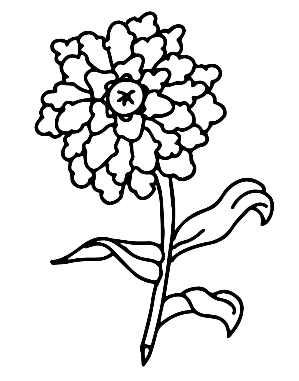 Fiori (8) da colorare