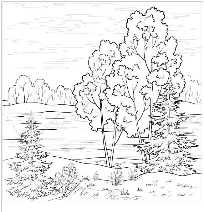 Foresta (5) da colorare