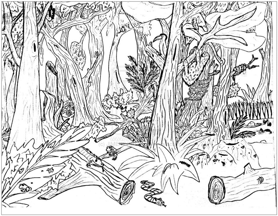 Foresta Gratuita per Bambini da colorare