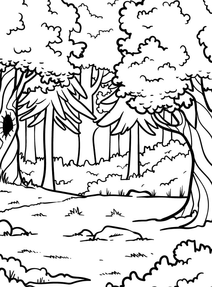 Foresta da colorare