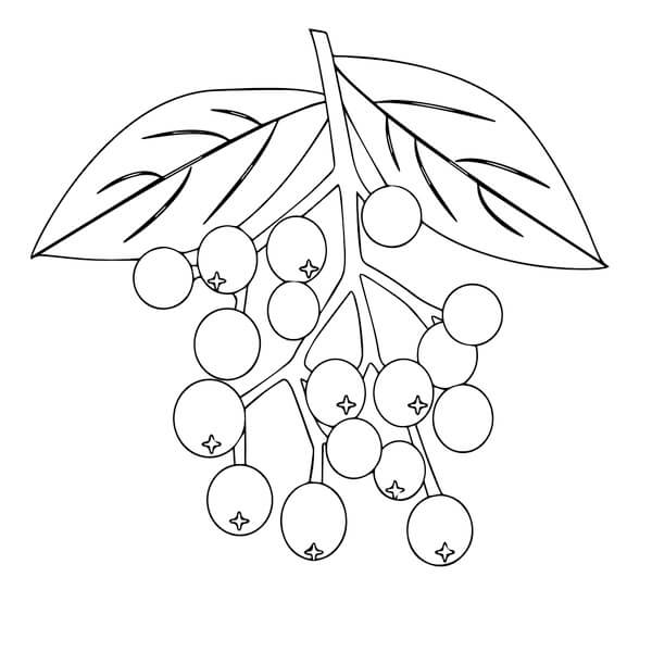 Frutta (6) da colorare