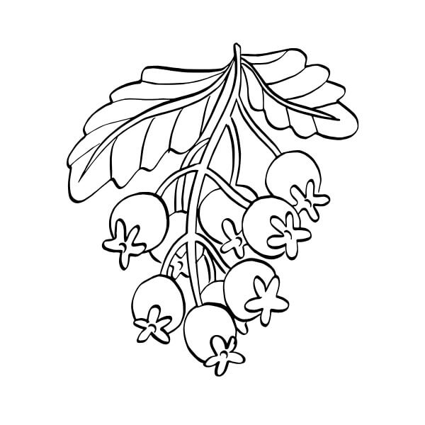 Frutta Stampabile Libera da colorare