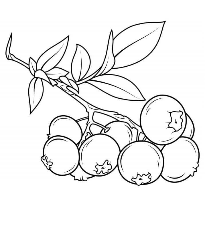 Frutta Stampabile a Costo Zero da colorare