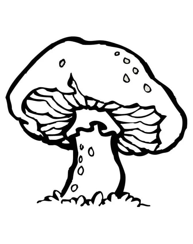 Fungo Stampabile Gratuito da colorare