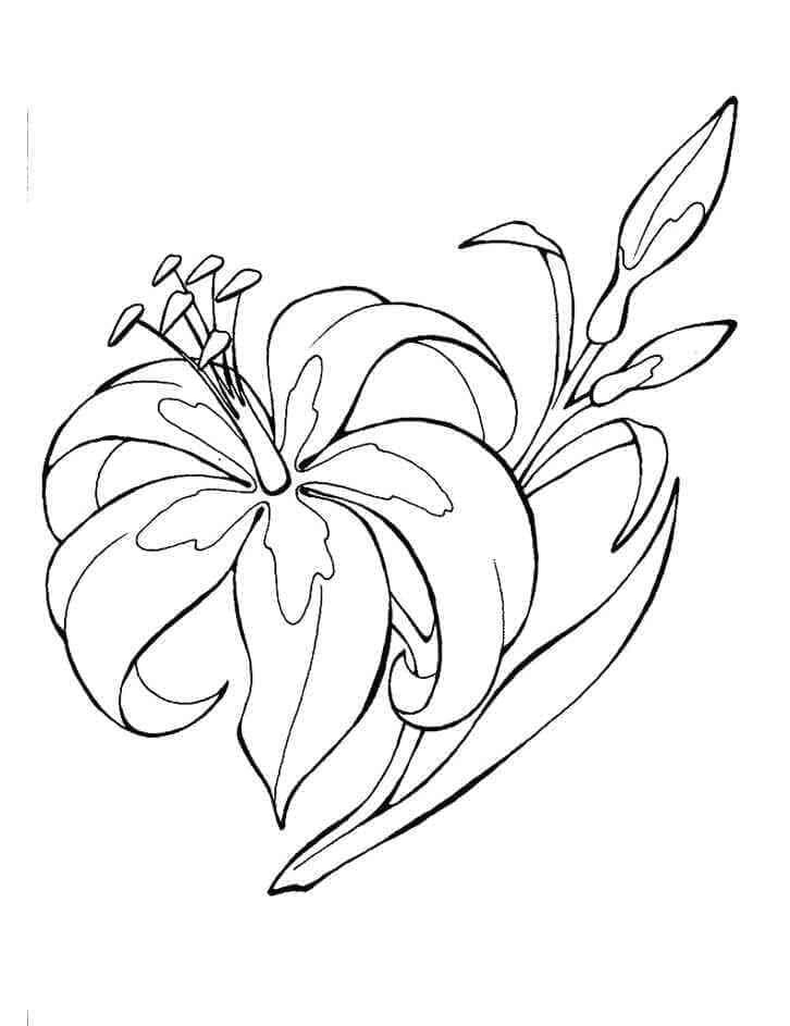 Giglio Base da colorare