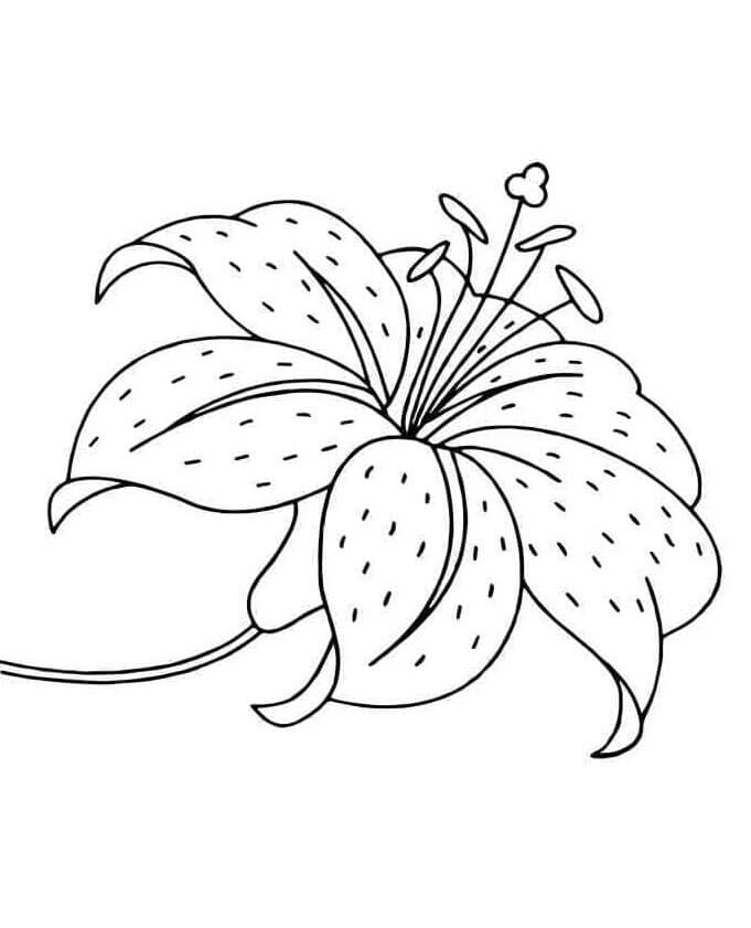 Giglio Delizioso da colorare