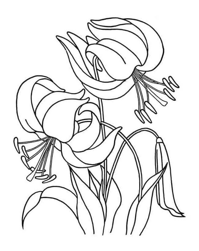 Giglio Facile da colorare