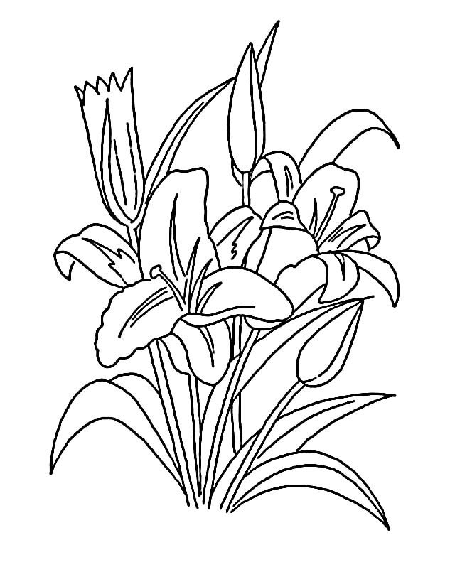 Giglio Libero Stampabile da colorare