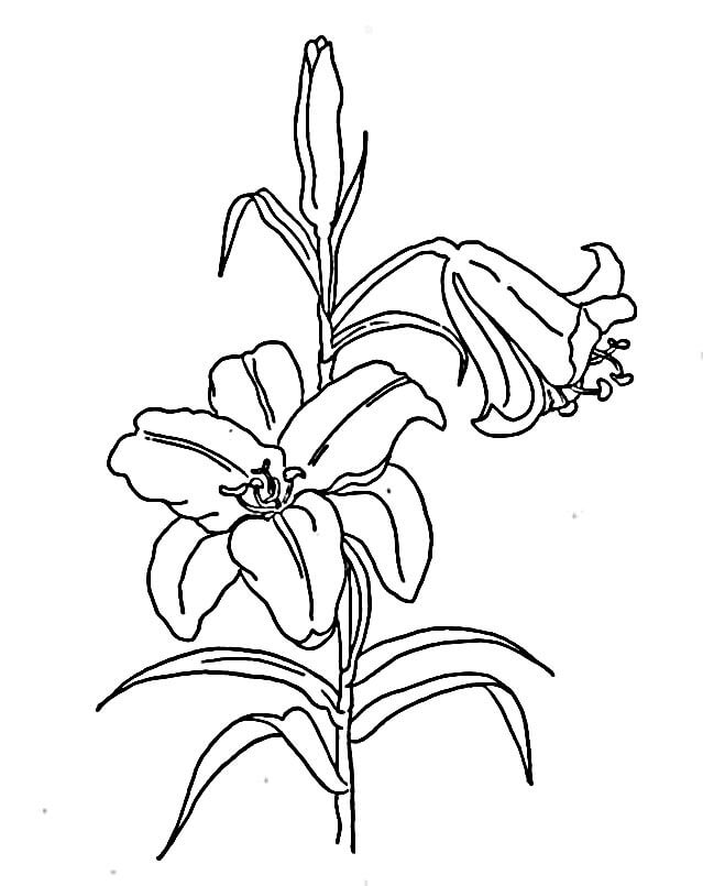 Giglio Libero da colorare