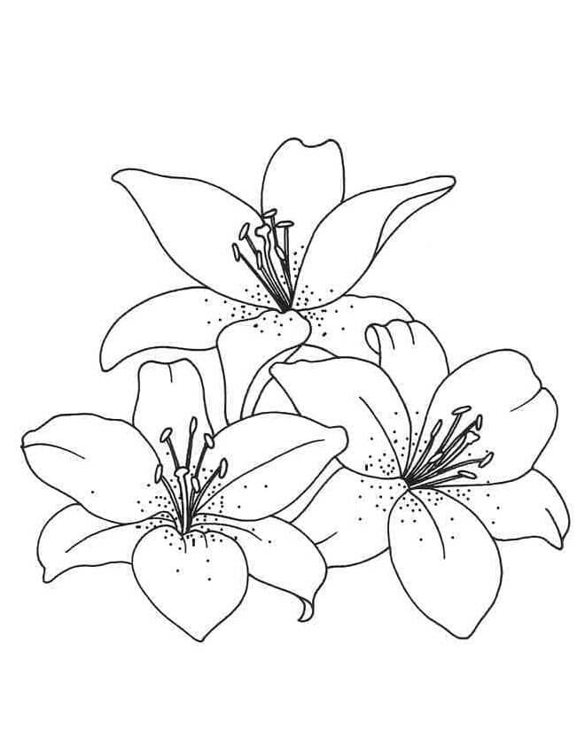 Giglio Perfetto da colorare