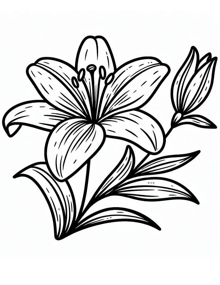 Giglio Piacevole da colorare
