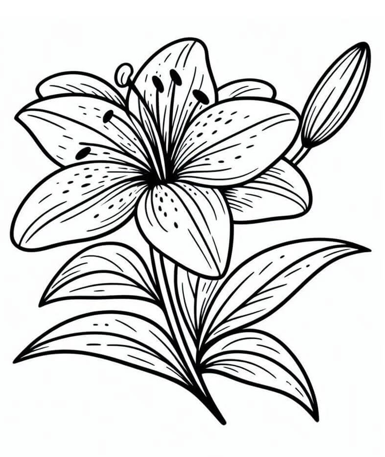 Giglio Semplice da colorare