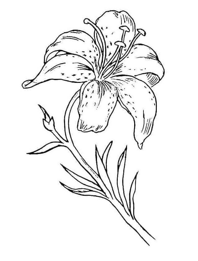 Giglio Stampabile Gratuito da colorare