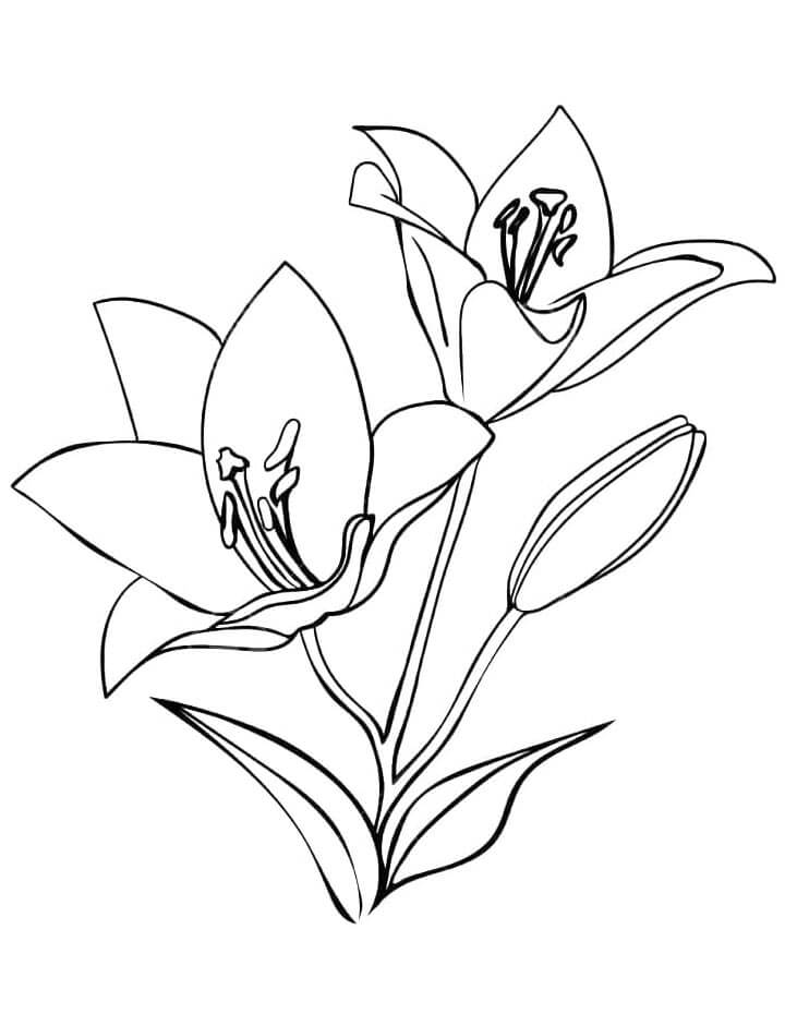 Giglio Stampabile per Bambini da colorare