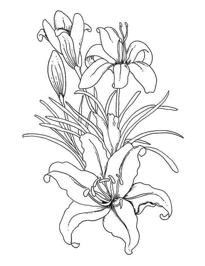 Giglio a Costo Zero da colorare