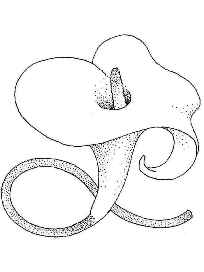 Giglio per Stampare da colorare