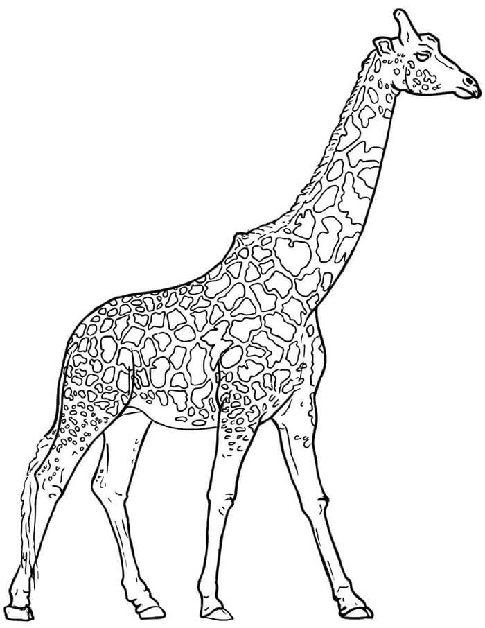 Giraffa Stampabile Gratis da colorare