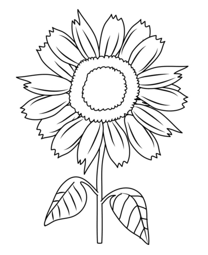 Girasole Stampabile per Bambini da colorare