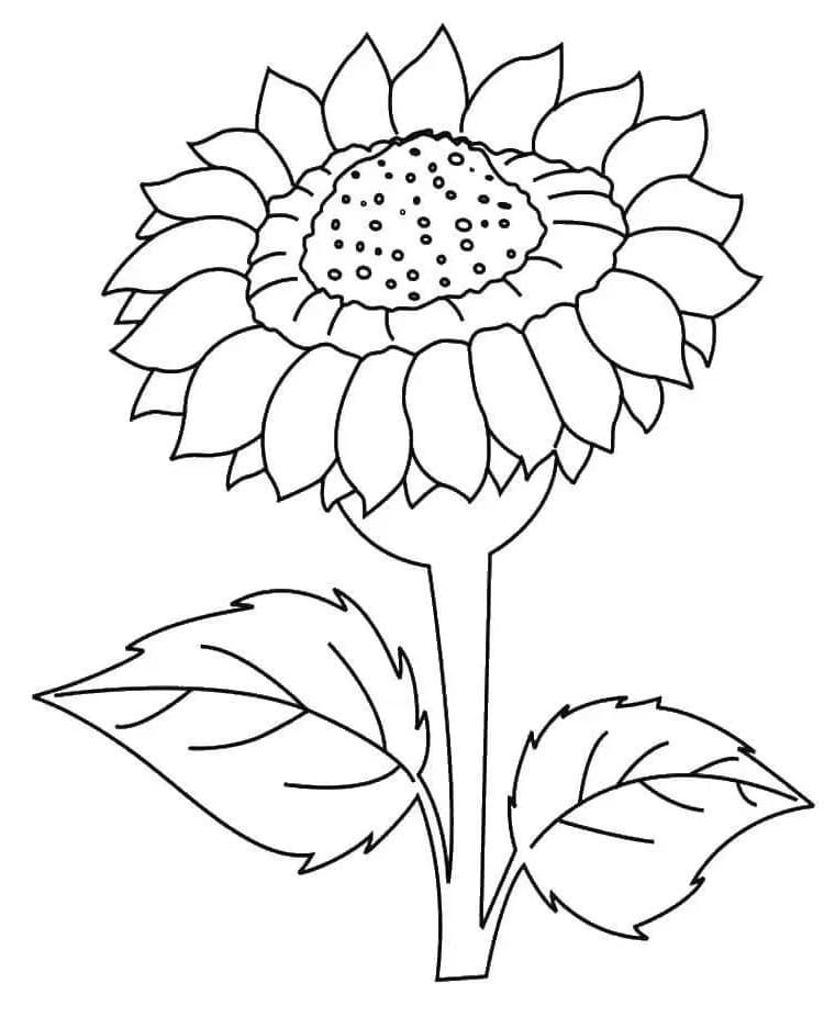 Girasole a Costo Zero da colorare