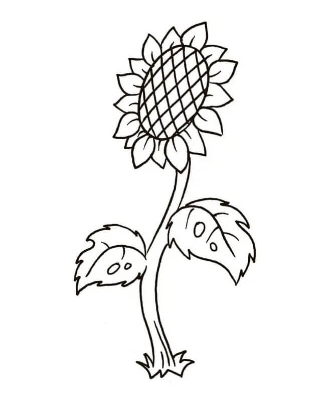 Girasole per Bambini di 4 Anni da colorare