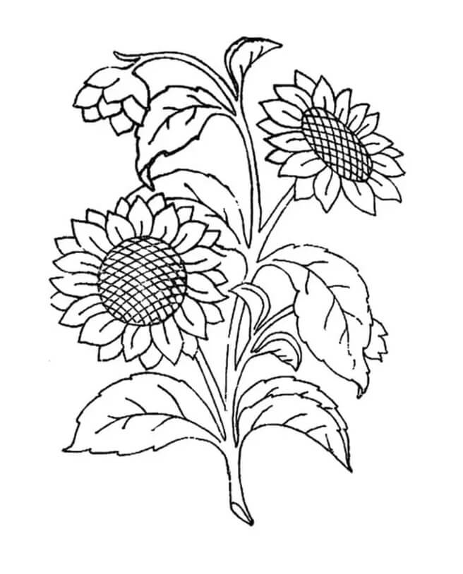 Girasole per Bambini di 5 Anni da colorare