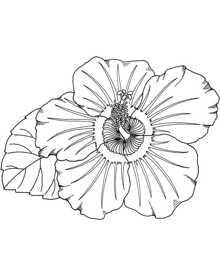 Ibisco Gratuito da colorare