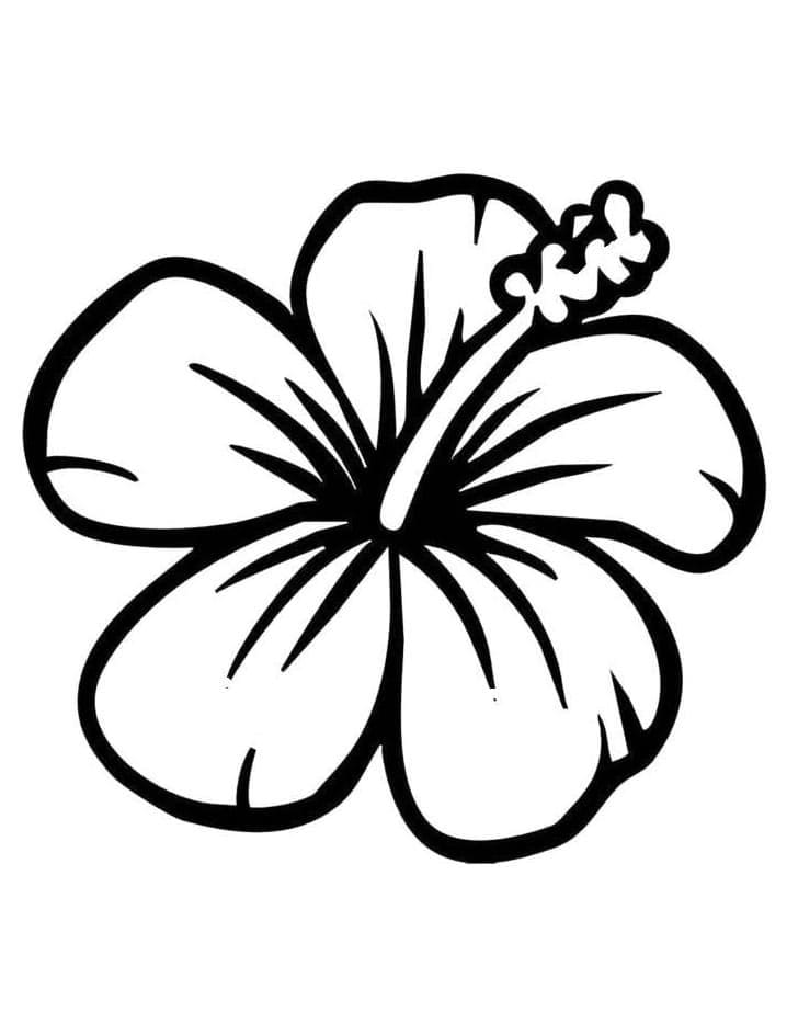 Ibisco Perfetto da colorare