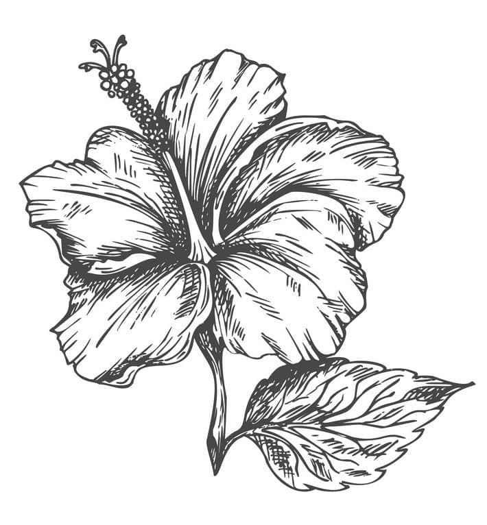 Ibisco Stampabile Gratuito da colorare