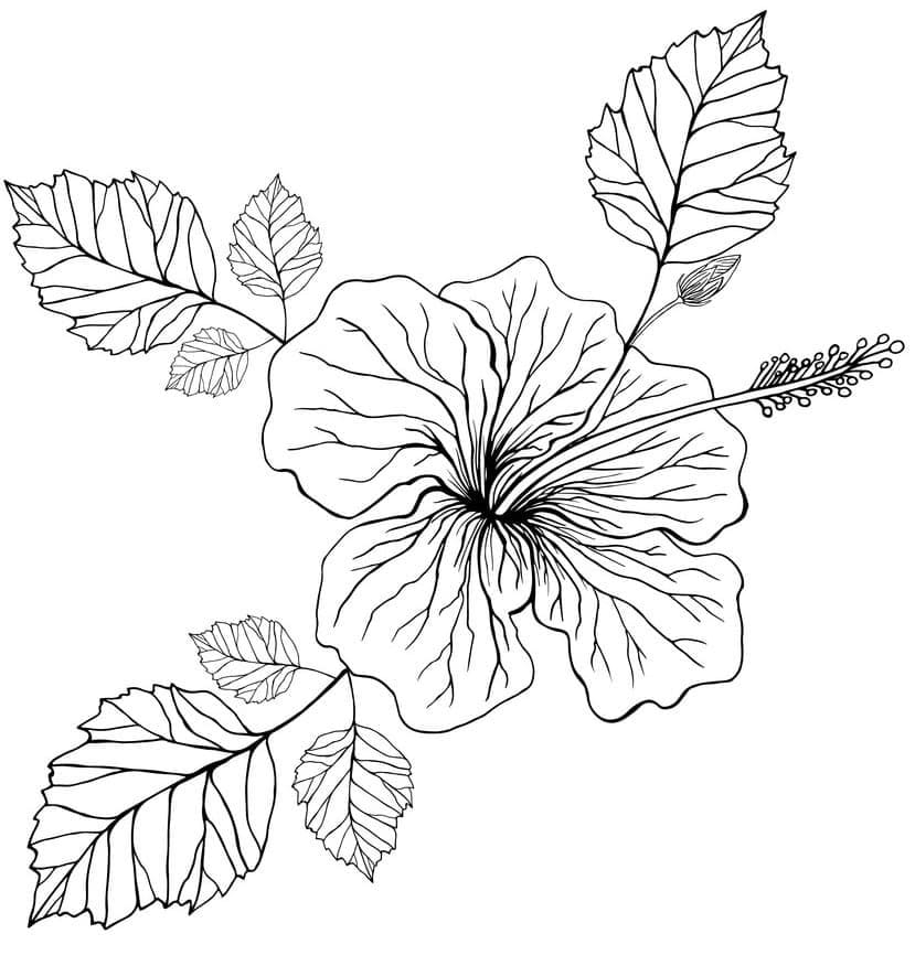 Ibisco Stampabile da colorare
