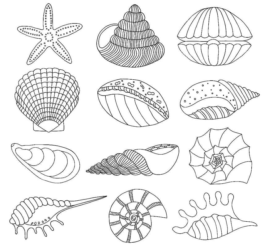 Immagine Conchiglia da colorare
