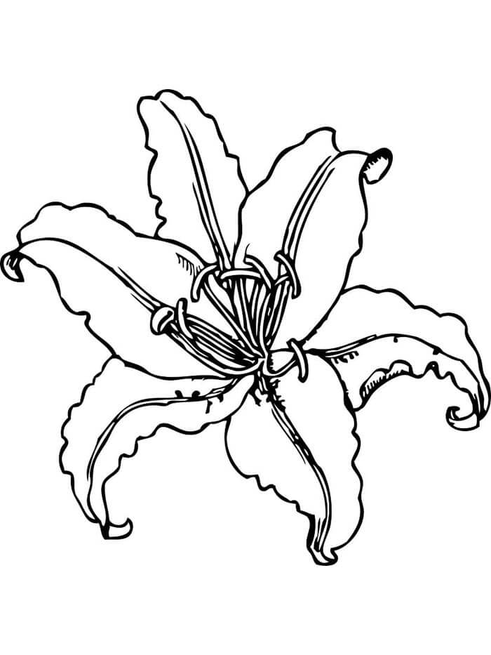 Immagine Giglio da colorare