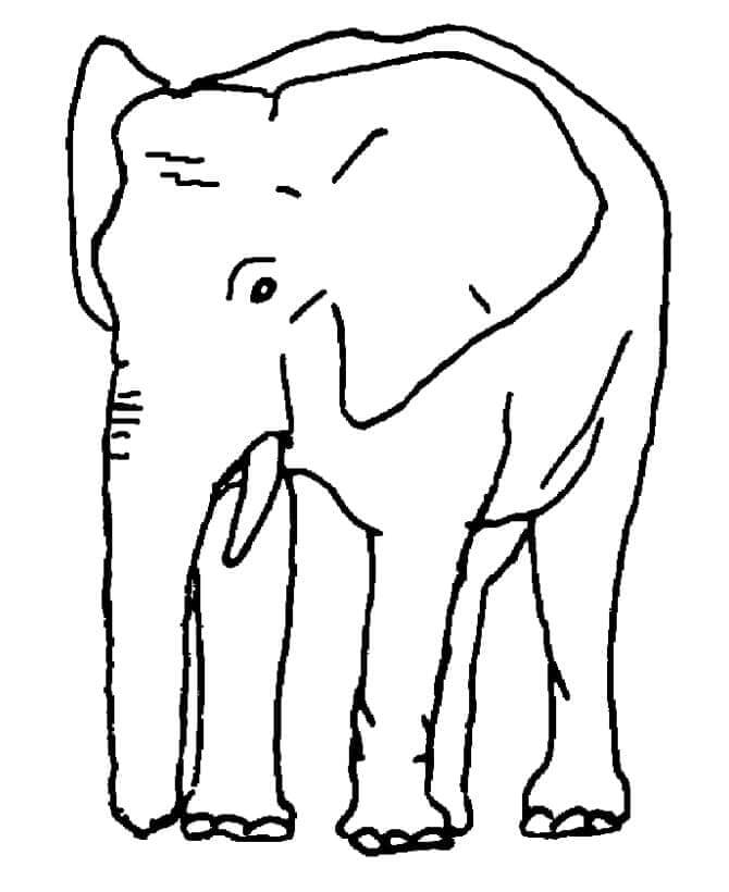 Immagine Gratuita Elefante da colorare